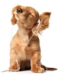 Puppy with headphones