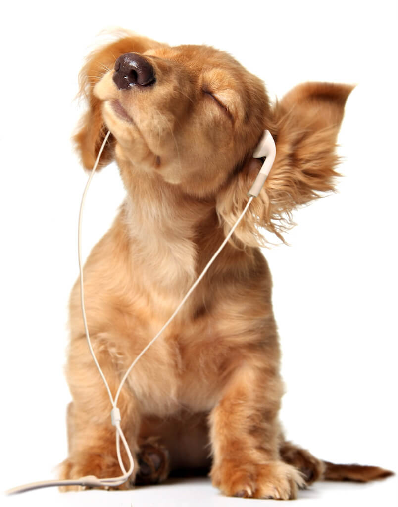 Puppy with headphones - Teen World Confidential