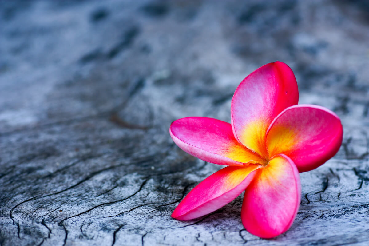Hawaii plumeria flower - Teen World Confidential